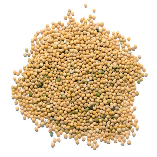 Yellow Mustard Seeds - Village Foods Montreal